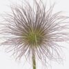 Pulsatilla Vulgaris (Zaadpluizen)