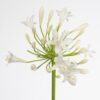 Agapanthus Gletsjer