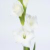 Gladiolus Grand Prix