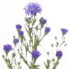 Asters Astee Dark Milka