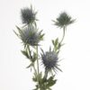 Eryngium Magnetar Questar