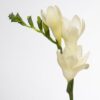 Freesia Ambiance