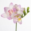 Freesia Rosario (D)