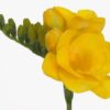 Freesia Ton's Ten Gul (D)