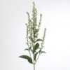 Scutellaria Tinkerbell