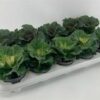 Brassica ole. mix