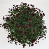Chrysanthemum Jasoda Red