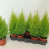 Cupressus macr. Goldcrest Wilma