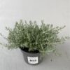 Helichrysum Silvio Moundy