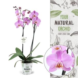 Phalaenopsis Milwaukee