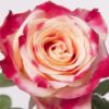 Rose Chapeau