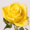 Rose Good Times