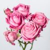Rose Grenet Sweet Bubbles +