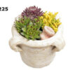 arr. Sempervivum