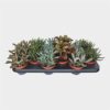arr. waterplanten