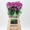 Dianthus standaard 'Royal Damascus'