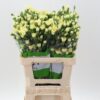 Dianthus tros Xanthe
