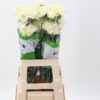 Dianthus standaard overig