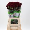 Dianthus standaard 'Zurigo'