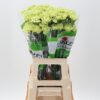 Dianthus standaard overig