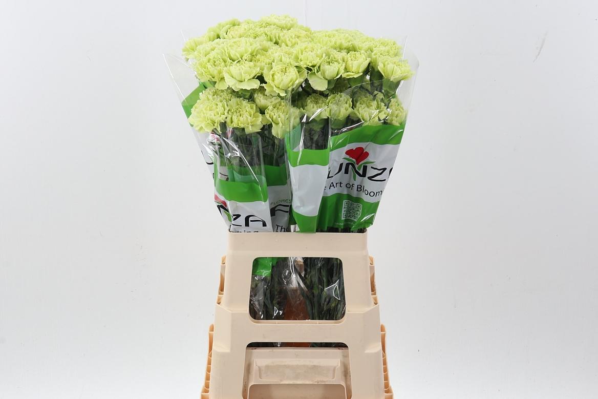 Dianthus standaard overig