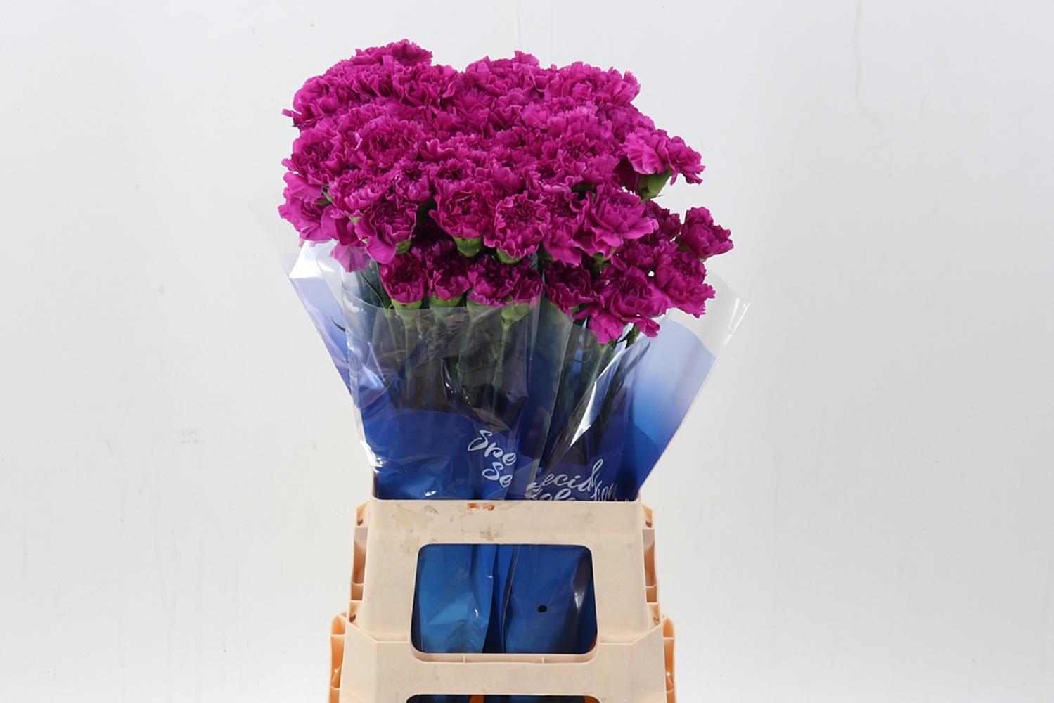 Dianthus standaard Dark Farida