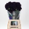 Dianthus standaard Florigene Moonvista