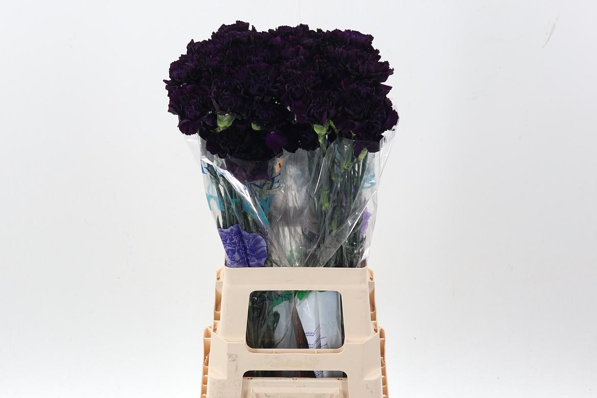 Dianthus standaard Florigene Moonvista