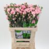 Dianthus tros overig
