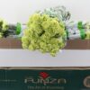 Dianthus standaard overig