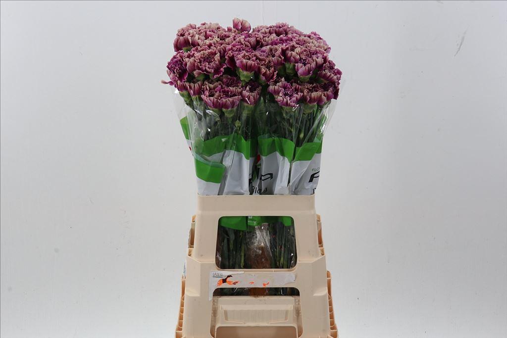 Dianthus standaard overig