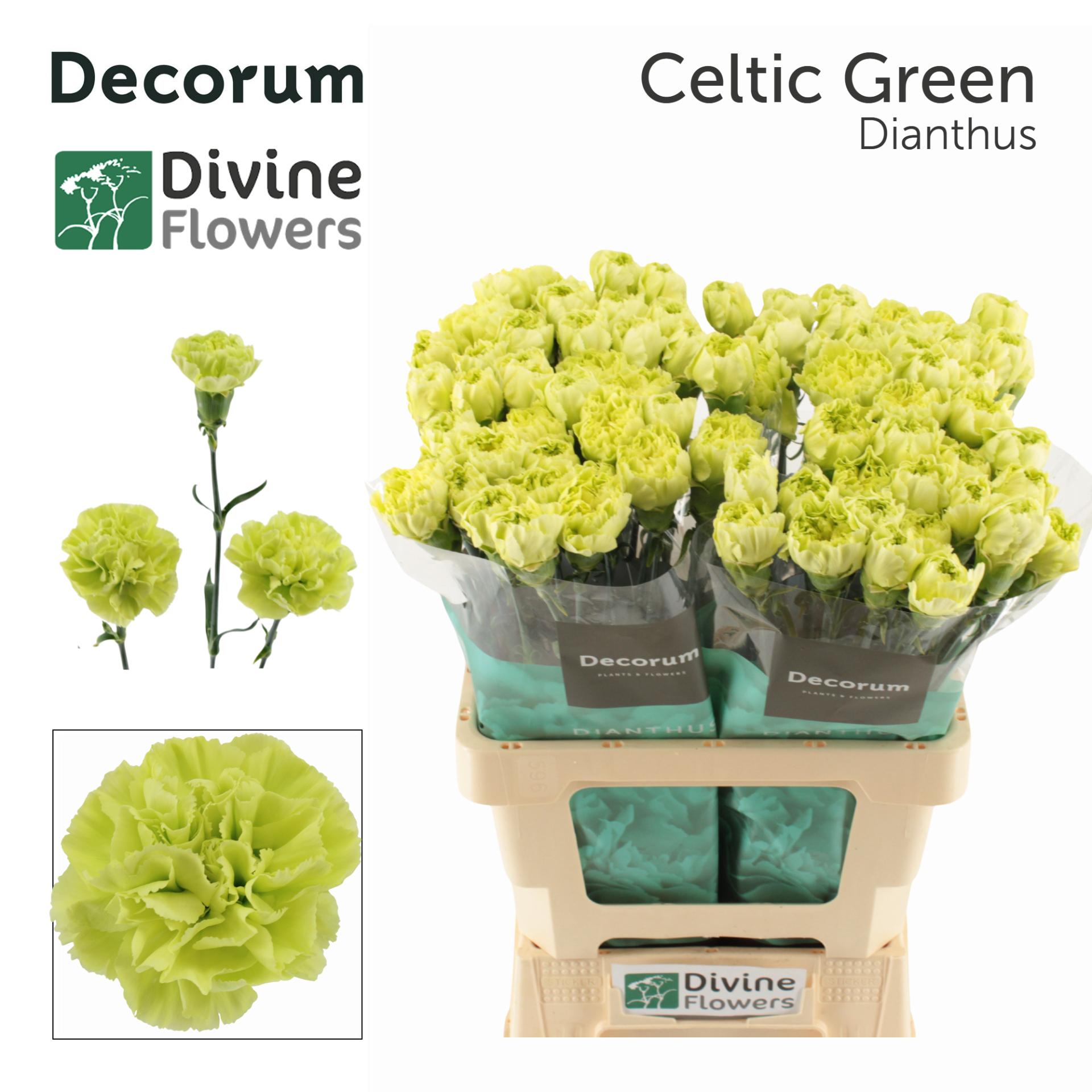 Dianthus standaard Celtic Green