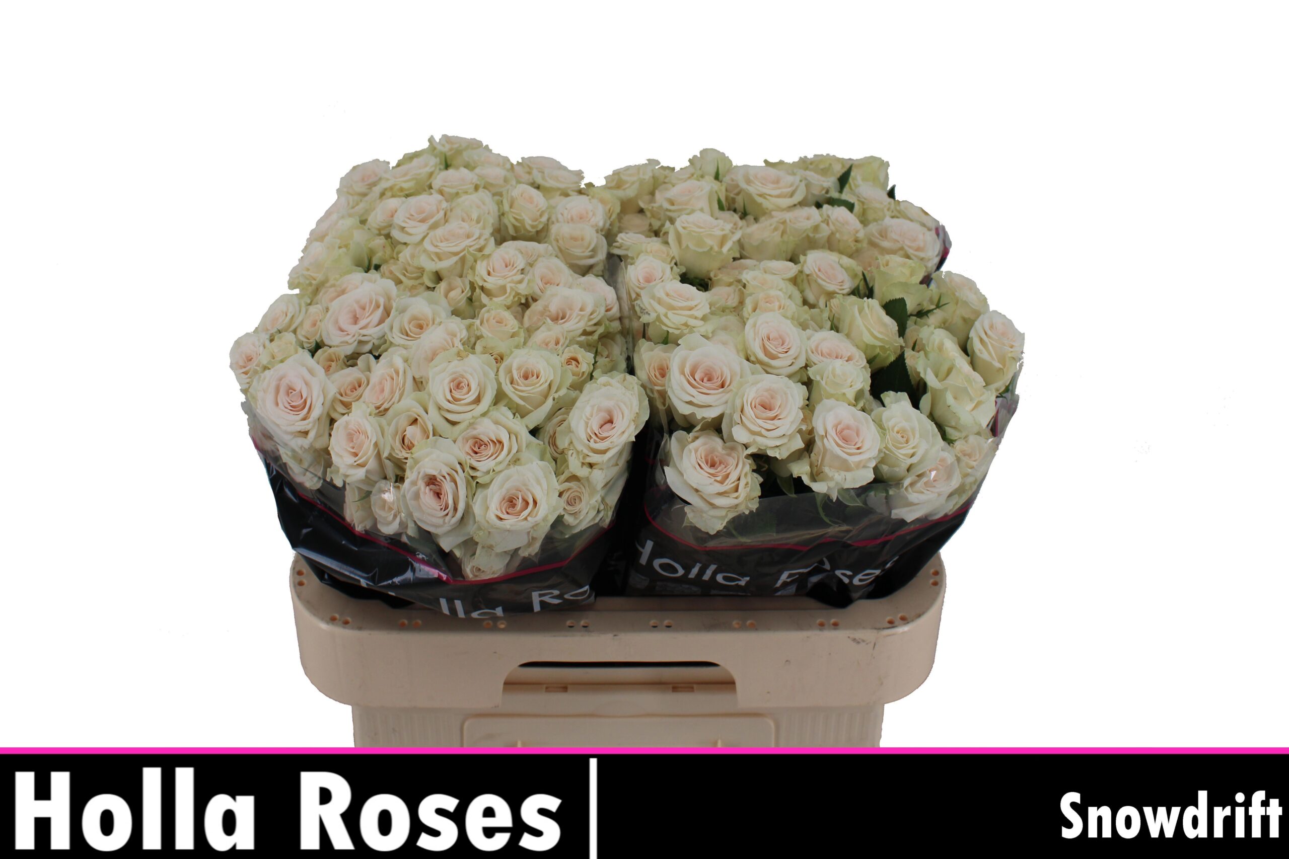 Snijbloemen overig
