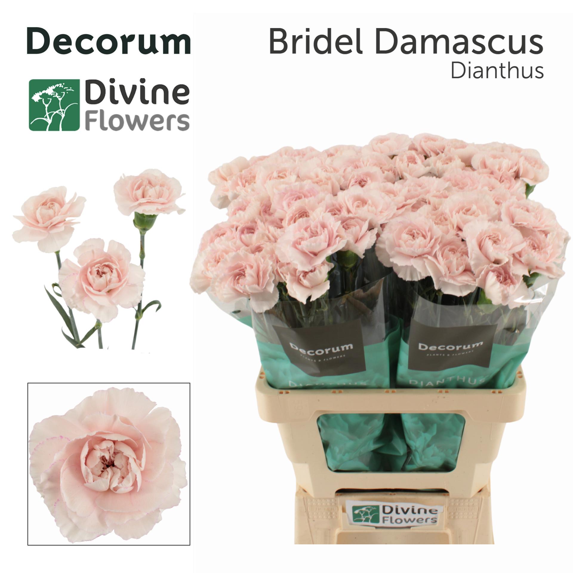 Dianthus standaard Bridal Damascus