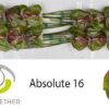 Anthurium (Andreanum Grp) Absolute