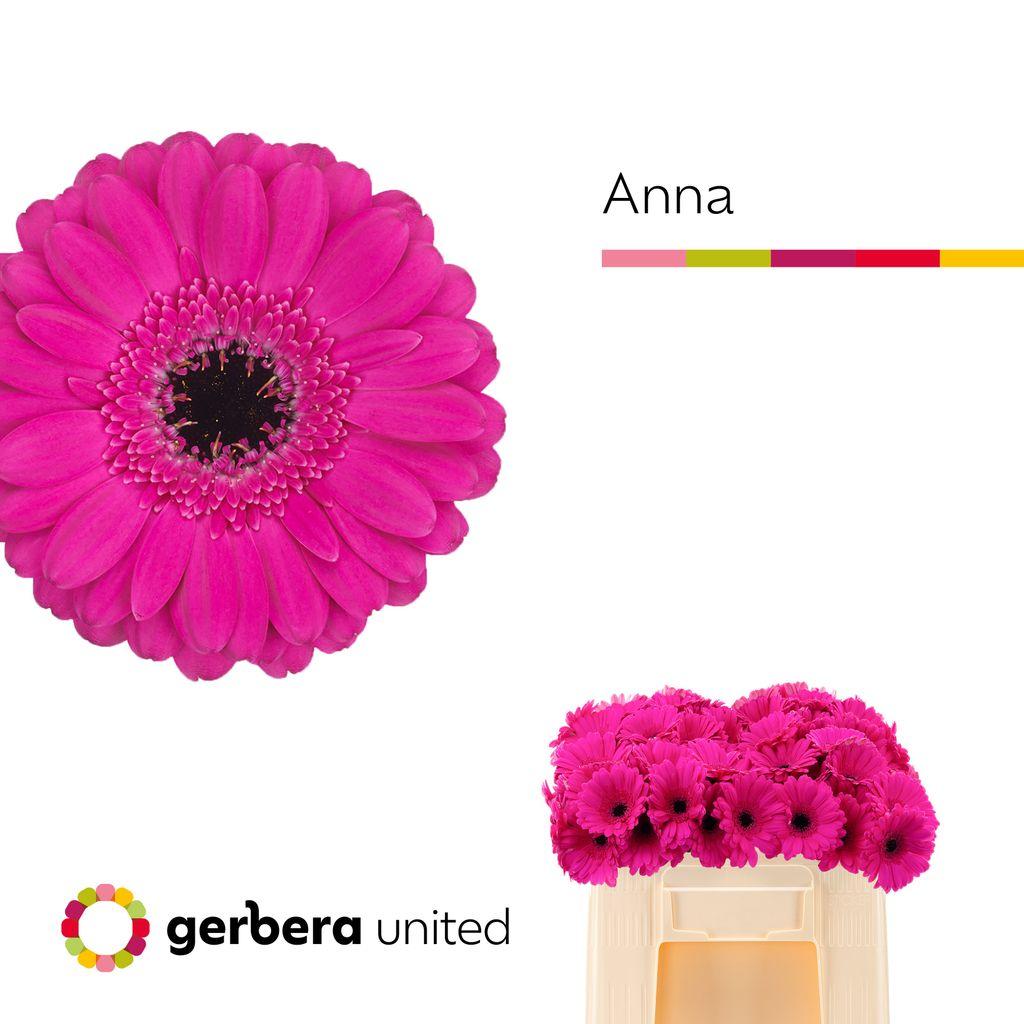 Gerbera mini Anna
