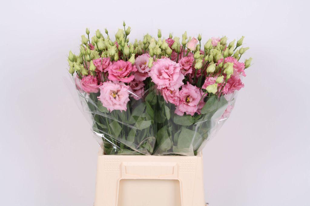 Eustoma russellianum gevuldbloemig 'Chaconne Soft Pink'