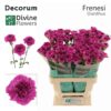 Dianthus standard Frenesí