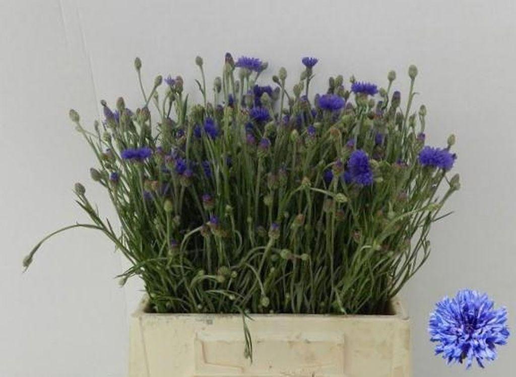 Centaurea overig