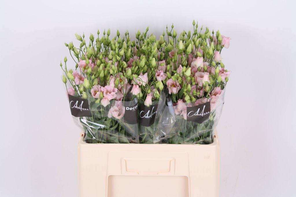 Eustoma russellianum enkelbloemig Bohemian Feminine