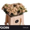 Rosa tros Tanja