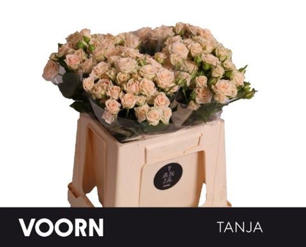 Rosa tros Tanja