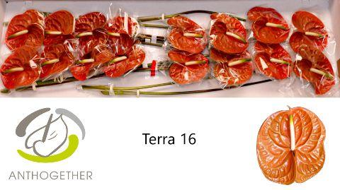 Anthurium (Andreanum Grp) Terra