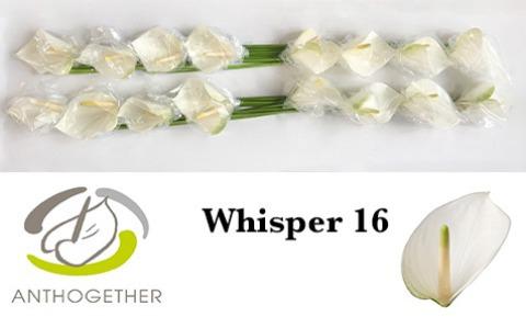 Anthurium (Andreanum Grp) Whisper