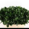 Ruscus hypophyllum (groot blad)
