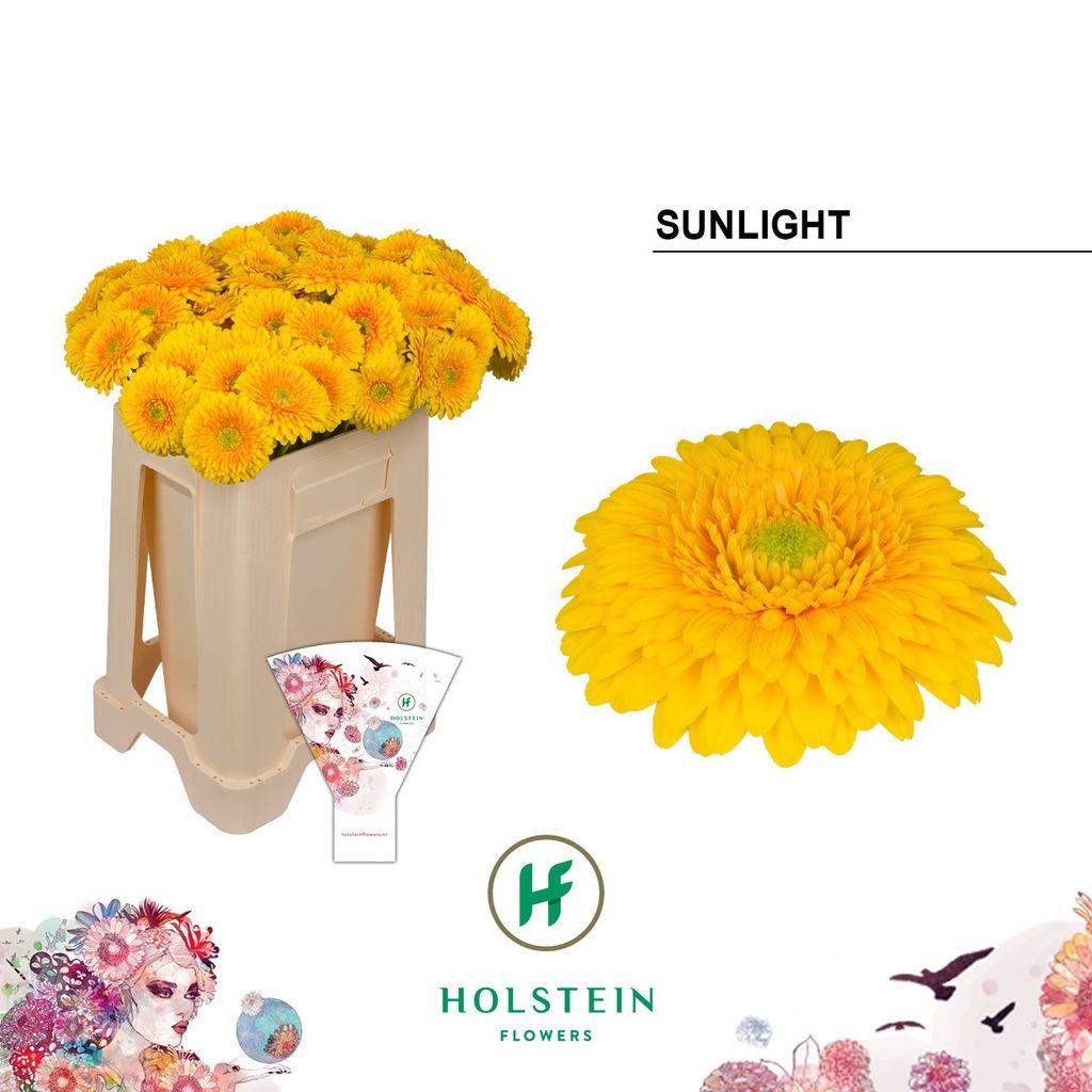 Gerbera mini bolvormig Gerponi Sunlight