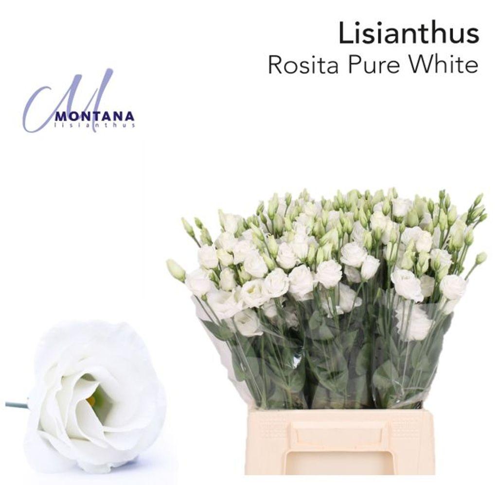 Eustoma russellianum gevuldbloemig Rosita White