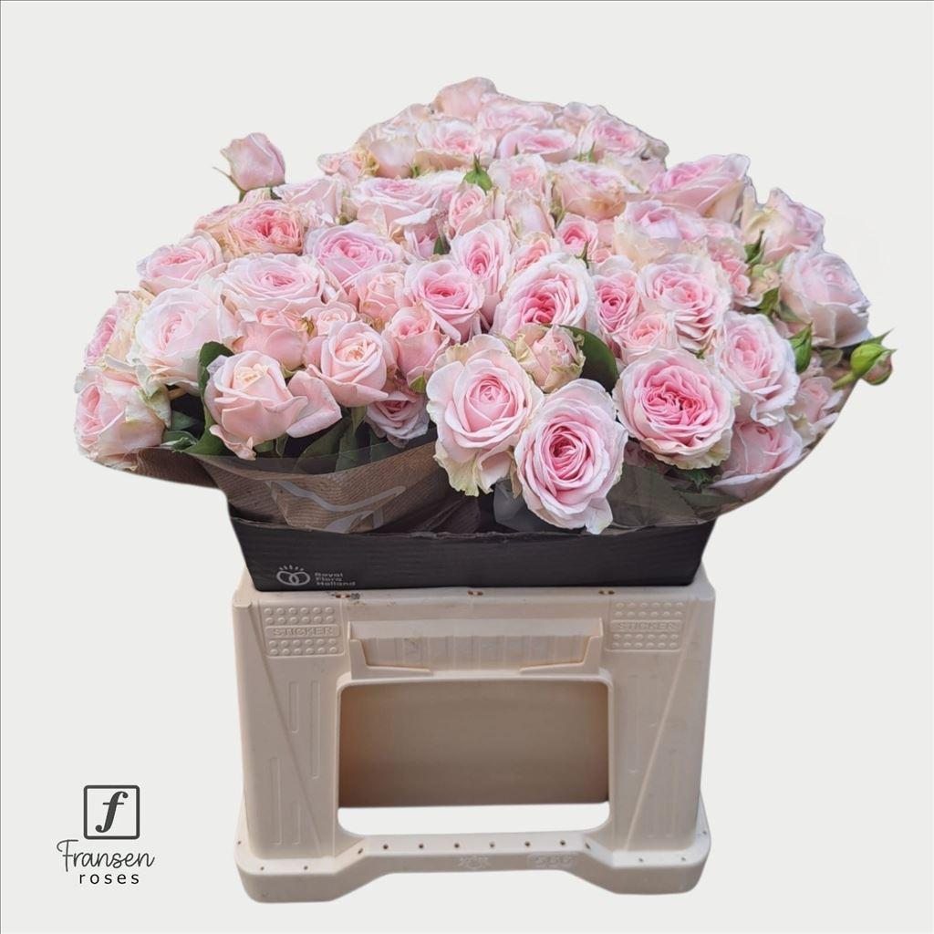 Rosa tros Rosa Loves Me with Fatal Attraction