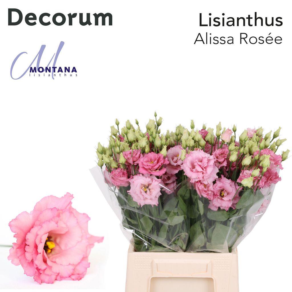 Eustoma russellianum gevuldbloemig 'Alissa Rose Pink'