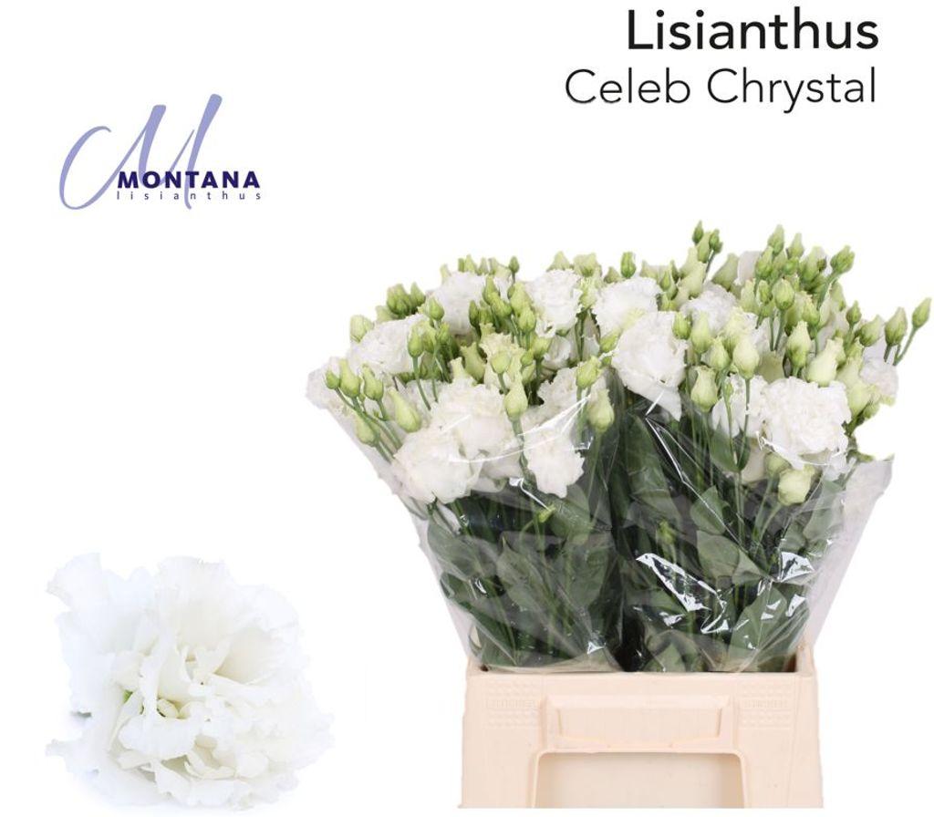 Eustoma russellianum gevuldbloemig 'Celeb Chrystal'
